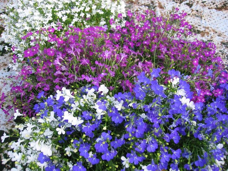 Цветочный образец 1