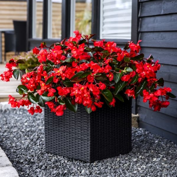 Цветочный образец 6