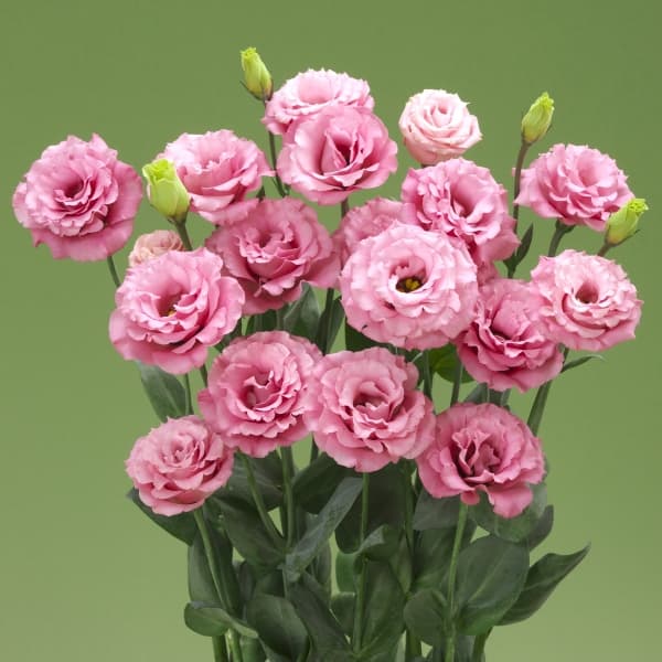 Цветочный образец 8